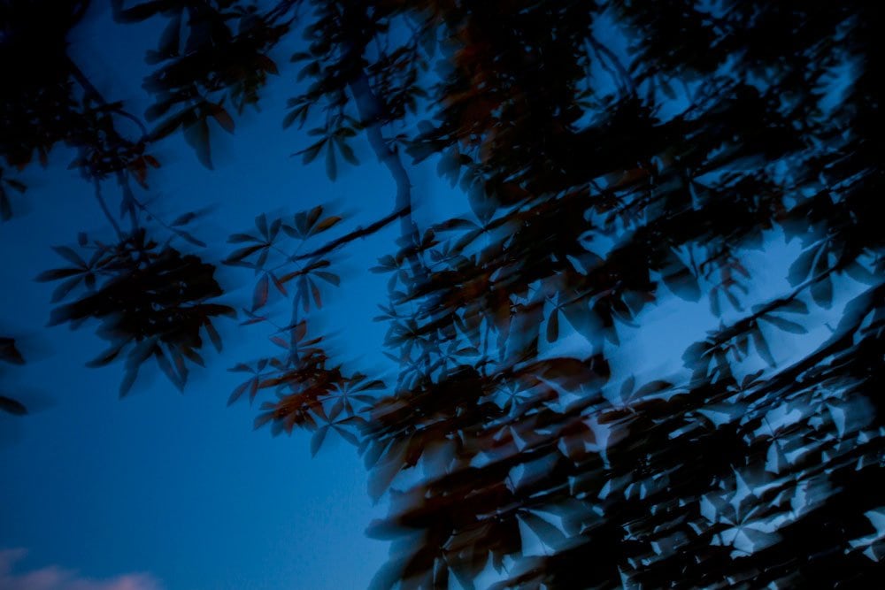 Albero fotografato durante l'ora blu, micromosso. Enzo Dal Verme